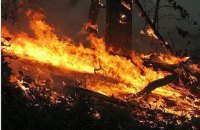 У Луганській області через обстріли згоріло 15 гектарів соснового лісу