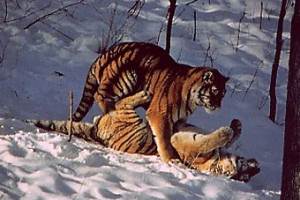 ​Интерпол и Всемирный банк занялись защитой тигров