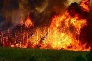 На Херсонщині пожежа знищила 500 га лісу