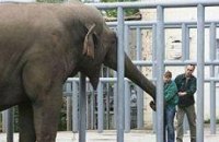 Комиссия: слона Боя все-таки отравили