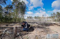 У тіні лісу. Як в Україні шукають вирубки за допомогою супутників