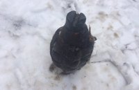 В Харьковской области 8-летний мальчик нашел гранату у детсада