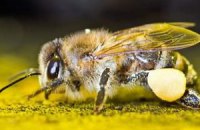 Таможенники не пустили в Украину российских пчел