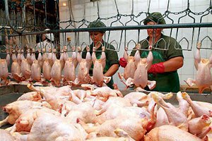 Украина возобновила экспорт курятины в Россию