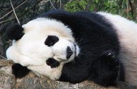Пятничная панда #78