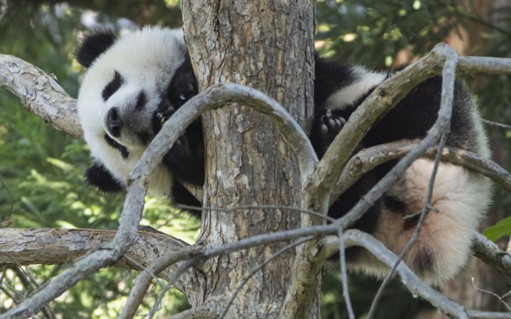 Сі Цзіньпін заявив, що Китай знову відправить панд у зоопарки США