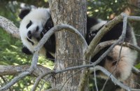 Сі Цзіньпін заявив, що Китай знову відправить панд у зоопарки США