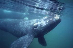 Япония решила возобновить охоту на китов