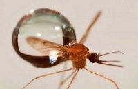 Ученые объяснили полет комаров во время дождя