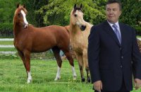 Польша подарила Януковичу двух гуцульских лошадей