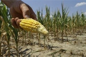 Юг Украины потерял половину урожая зерновых