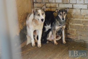 В приюте для животных под Киевом голодают собаки