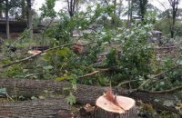 Экологи предупреждают, что ​поправки "Слуги народа" упростили вырубку лесов в Карпатах