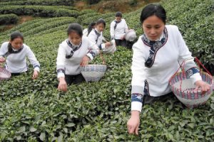 ООН: чай подорожает в 2012 году