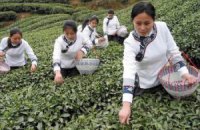 Мировые цены на чай побили более чем двухлетний максимум