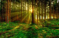 США приєднаються до ініціативи "Трильйон дерев"