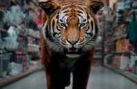 На Гетеборзькому кінофестивалі пройде світова премʼєра фільму «Ейфорія», який знімали у Києві