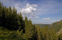 ЮНЕСКО включила новые лесные массивы Украины в список Всемирного наследия
