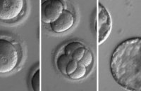 Учені виправили ген людського ембріона