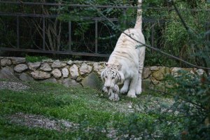 ​Напавший на человека в Тбилиси тигр убит