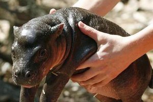 Одесский зоопарк подумывает над тем, чтобы купить карликовых бегемотов