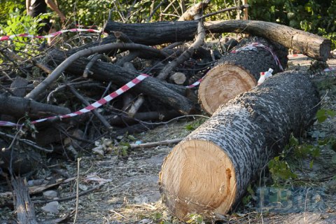 Протасів Яр: забудовник продовжує рубати дерева