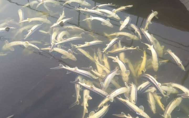 На Вінниччині у Південному Бузі загинуло 9 тонн риби, у тому числі червонокнижних видів 