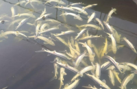 На Вінниччині у Південному Бузі загинуло 9 тонн риби, у тому числі червонокнижних видів 