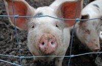 Запорожская область получила 3,4 млн грн на борьбу с чумой свиней