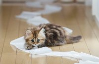 Поліція Одеси розслідує обставини загибелі двох кошенят у "кафе кототерапії"