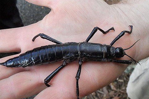 В Австралії знайшли комаху, яку вважали вимерлою майже 100 років