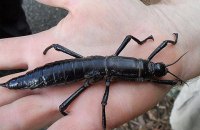 В Австралии нашли насекомое, считавшееся вымершим почти 100 лет