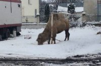 Грузинский цирк после гастролей в Хоросткове оставил верблюда