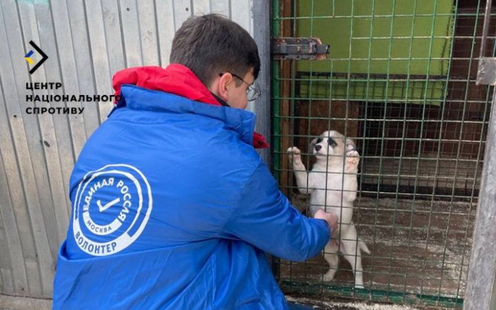 Окупанти відправляють за ґрати волонтерів, які підгодовують бездомних тварин на ТОТ