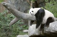 Пятничная панда #45