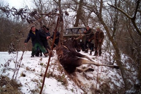 В Харьковской области сотрудники ГосЧС спасли лося, который не мог переплыть речку 