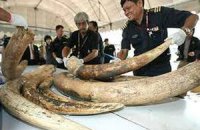 В Таиланде изъяли полтонны слоновой кости из Кении