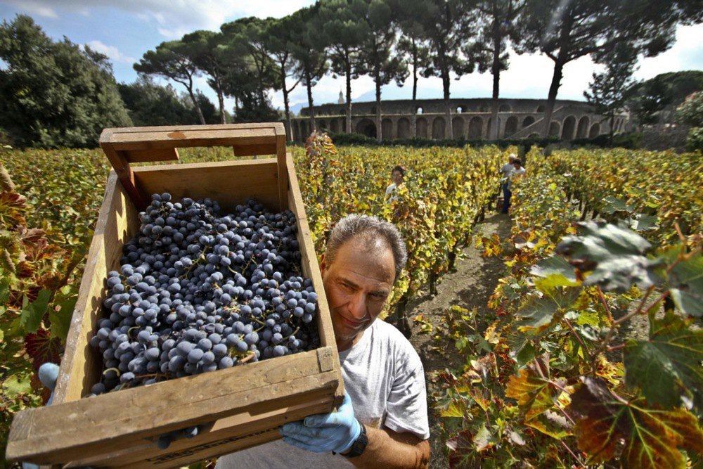 Виноградники у регіоні Помпеї, поблизу Неаполя, Італія