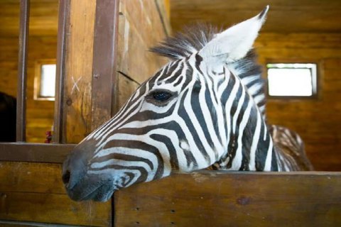 Iz Harkovskogo Zooparka Sbezhala Zebra Portal Novostej Lb Ua