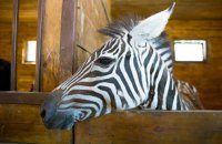 З харківського зоопарку втекла зебра