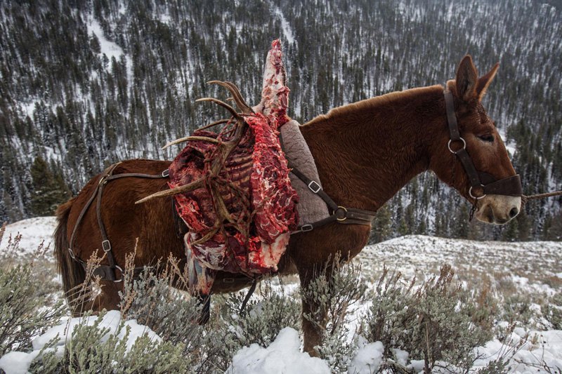  Мул везет освежеванного лося после охоты в Национальном парке Гранд-Титон, США.