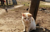 Сергій Жадан опублікував фото сумних і гордих харківських котів