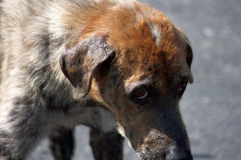 В Севастополе бродячая собака укусила дочь спикера МИД России