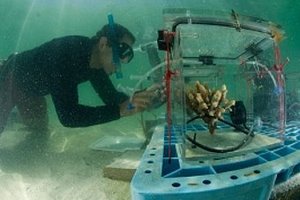 Экологи увеличили втрое сеть мониторинга кислотности океанов