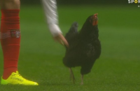 Матч чемпионата Португалии был прерван из-за выбежавшей на поле курицы