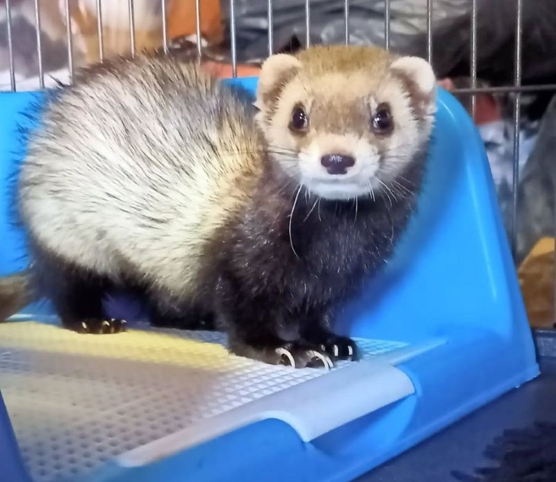 Степовий тхір