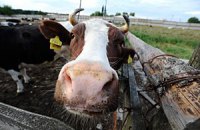 Украинец пытался перегнать в Россию стадо коров