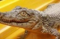 В одесском пруду обнаружили крокодилов