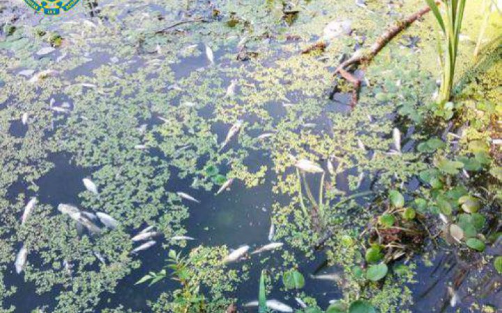 У Житомирі ексдиректора підприємства підозрюють у скиді стічних вод у річку Тетерів, що призвело до масової загибелі риби