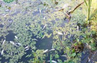 У Житомирі ексдиректора підприємства підозрюють у скиді стічних вод у річку Тетерів, що призвело до масової загибелі риби